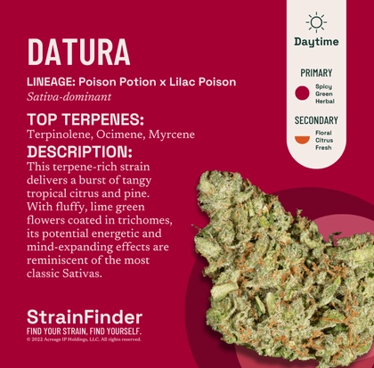  Flower - Datura (14g)