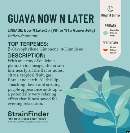  Pre Roll 28pk - Guava Now N Later (14g)