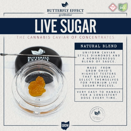  Lemon G (1g) | Live Sugar