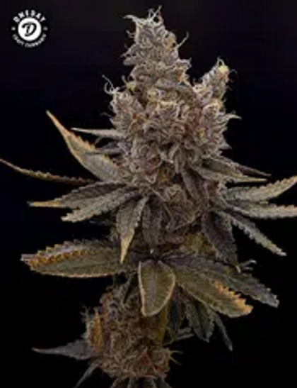  Popcorn - Bodacious Berriez (7g)