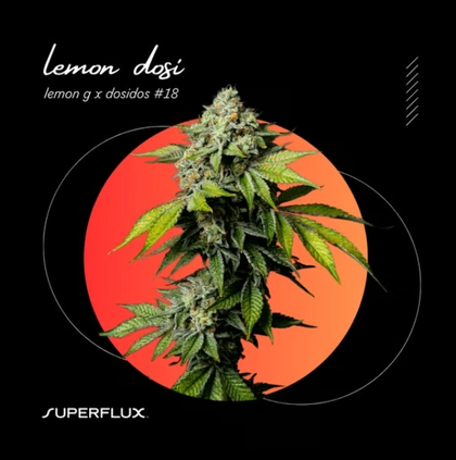  Flower - Lemon Dosi (7g)