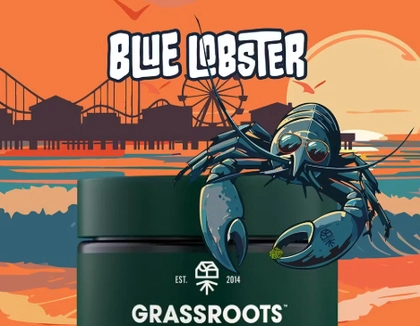  Live Sugar - Blue Lobster (1g)
